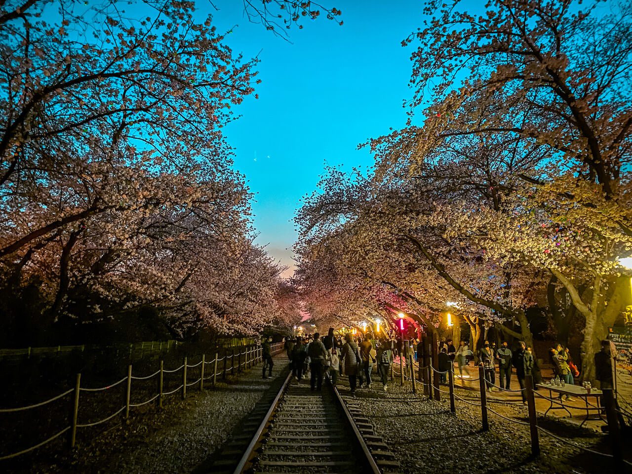 cherry blossom in south korea | gyeonghwa station jinhae
