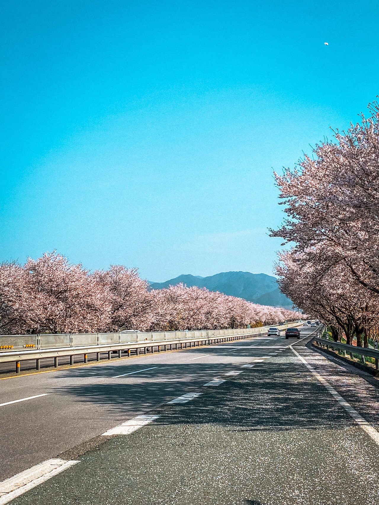 cherry blossom in gurye, south korea