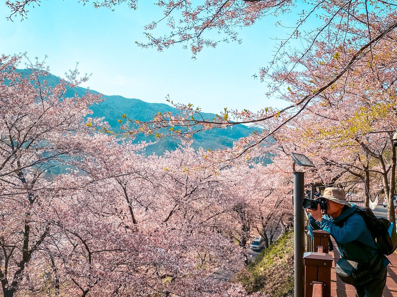 cherry blossom in south korea