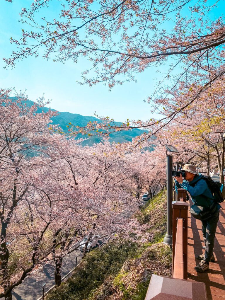 10-ri cherry blossom trail in hadong, south korea