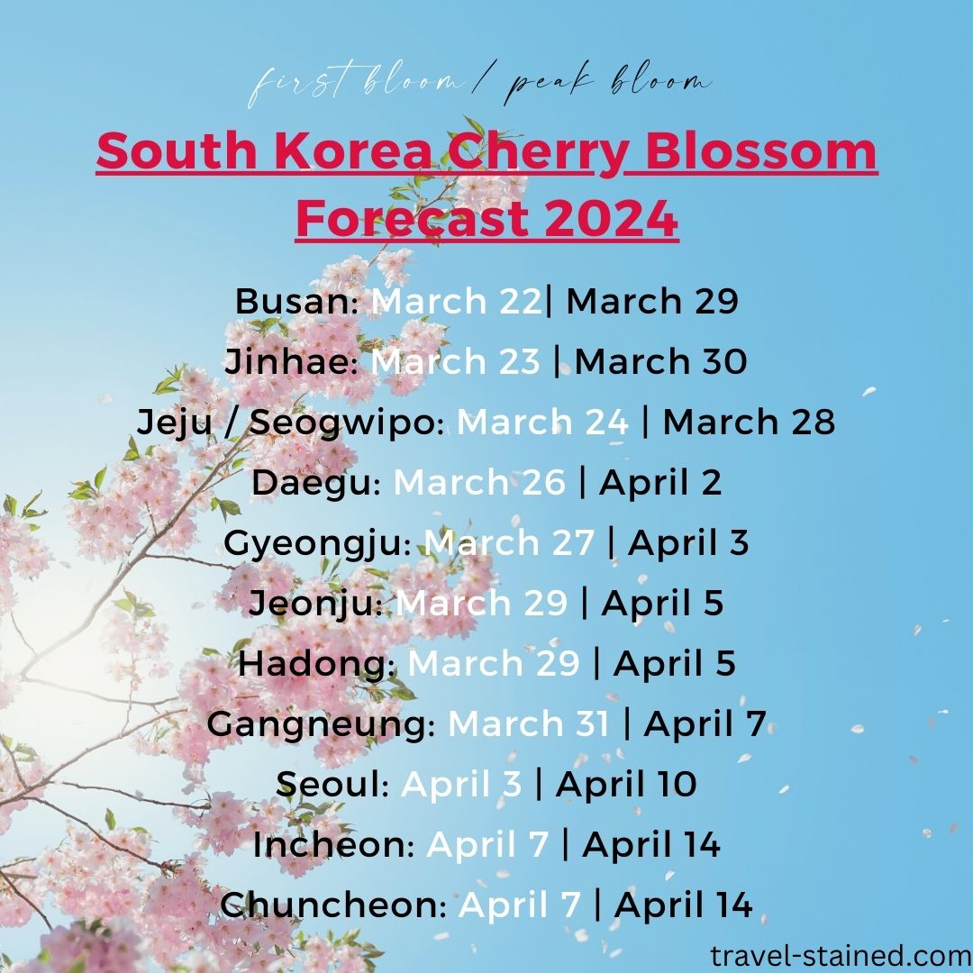 South Korean Cherry Blossom Forecast 2024