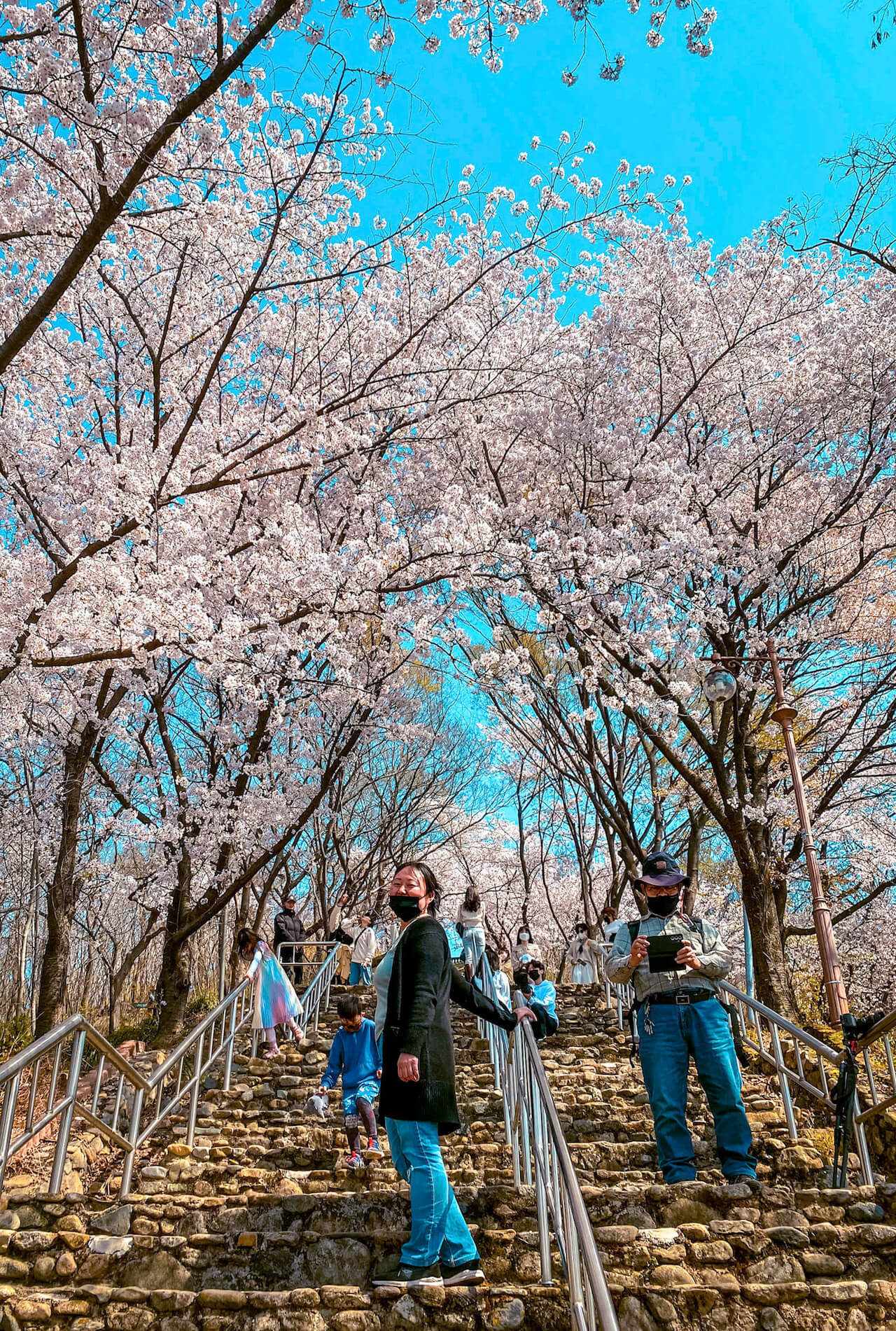 cherry blossoms in daegu | chimsanjeong pavilion