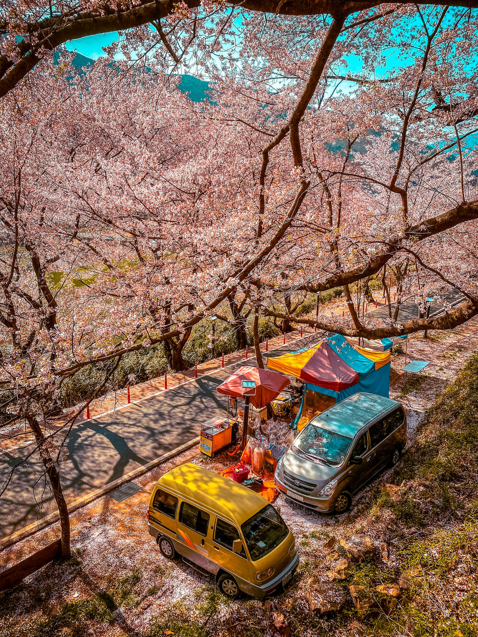 cherry blossoms in korea | hwagae 10-ri road
