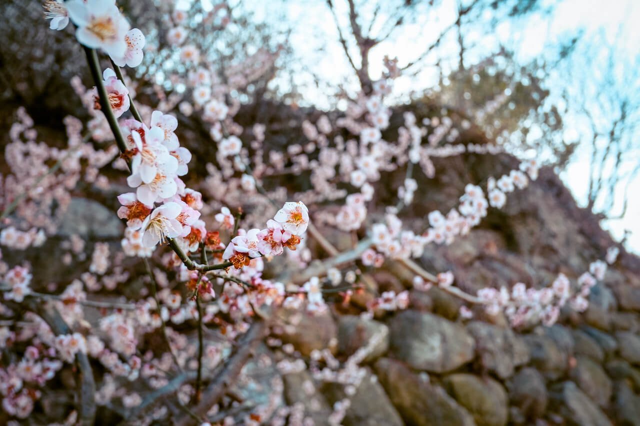 plum blossoms at gwangyang maehwa village