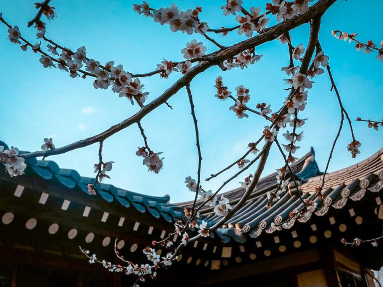 plum blossoms at gwangyang maehwa festival