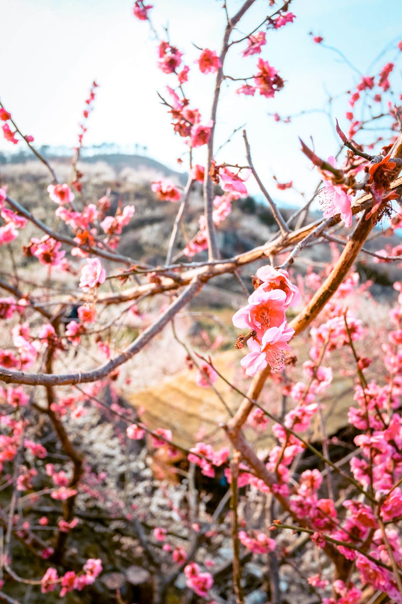 gwangyang maehwa festival | red plum blossoms