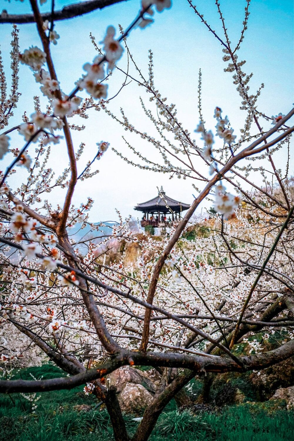 gwangyang maehwa festival