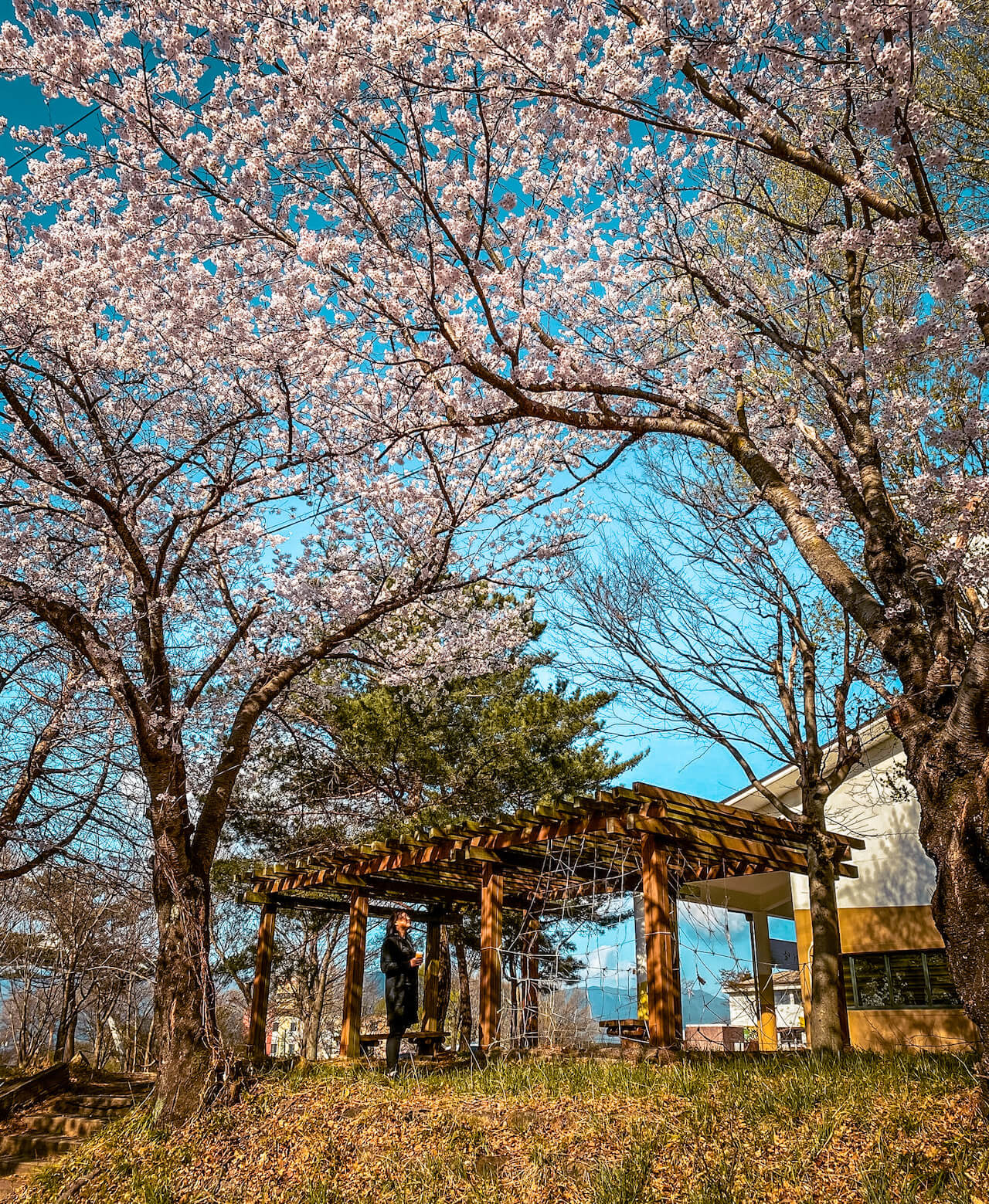 cherry blossoms in korea | gurye