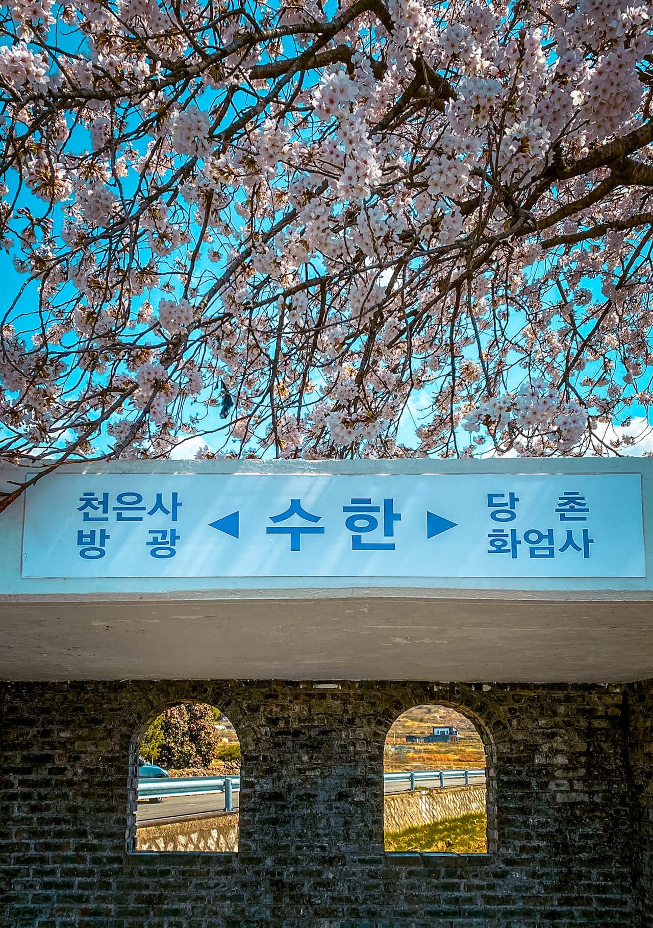 cherry blossom in gurye, south korea