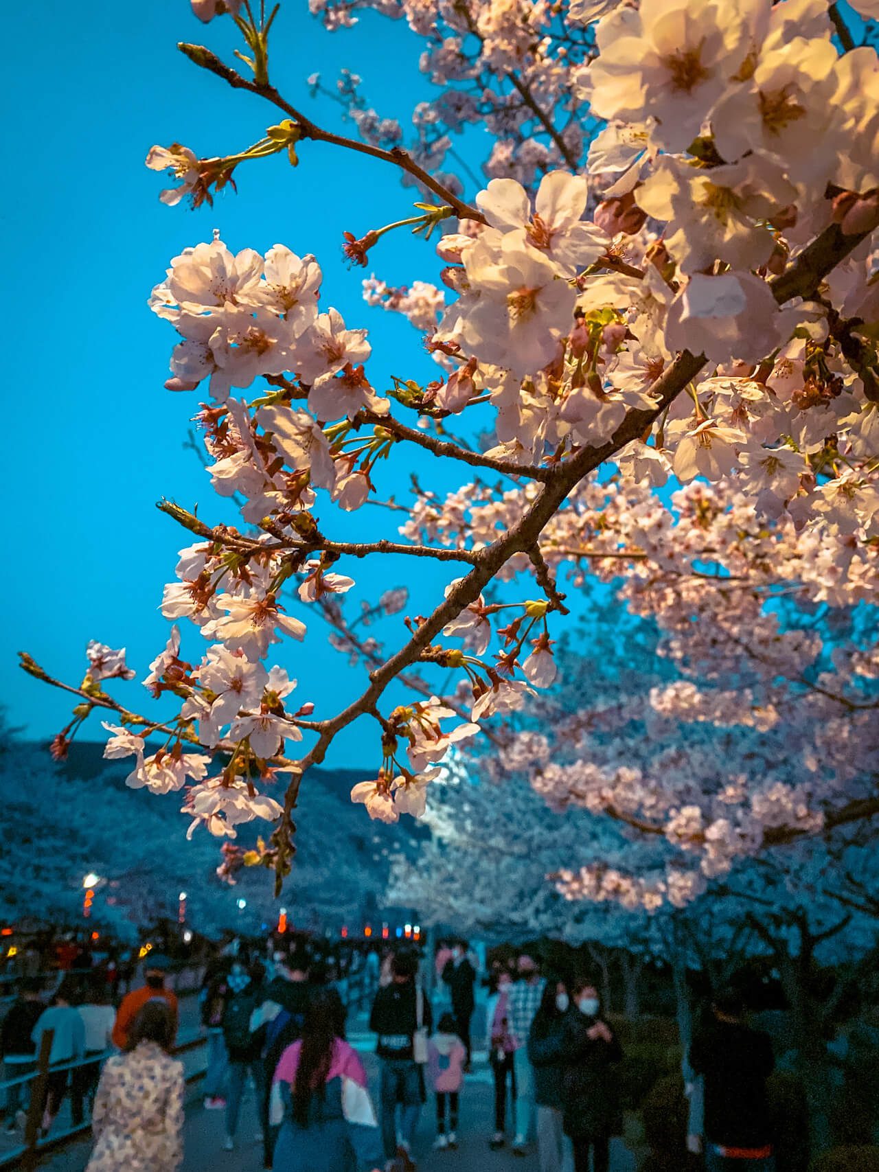 cherry blossom in jinhae, south korea