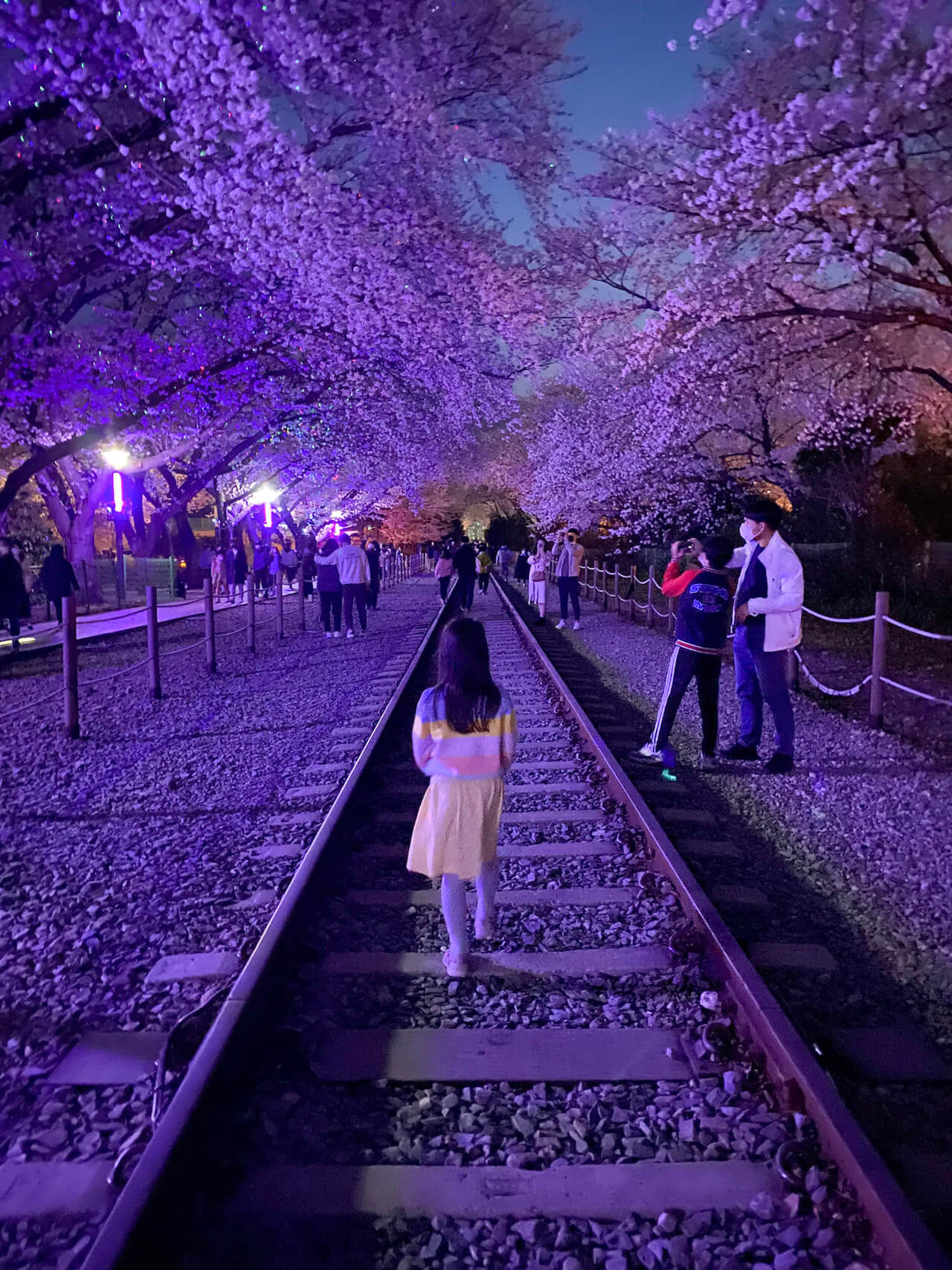 gyeonghwa station cherry blossoms | jinhae, south korea