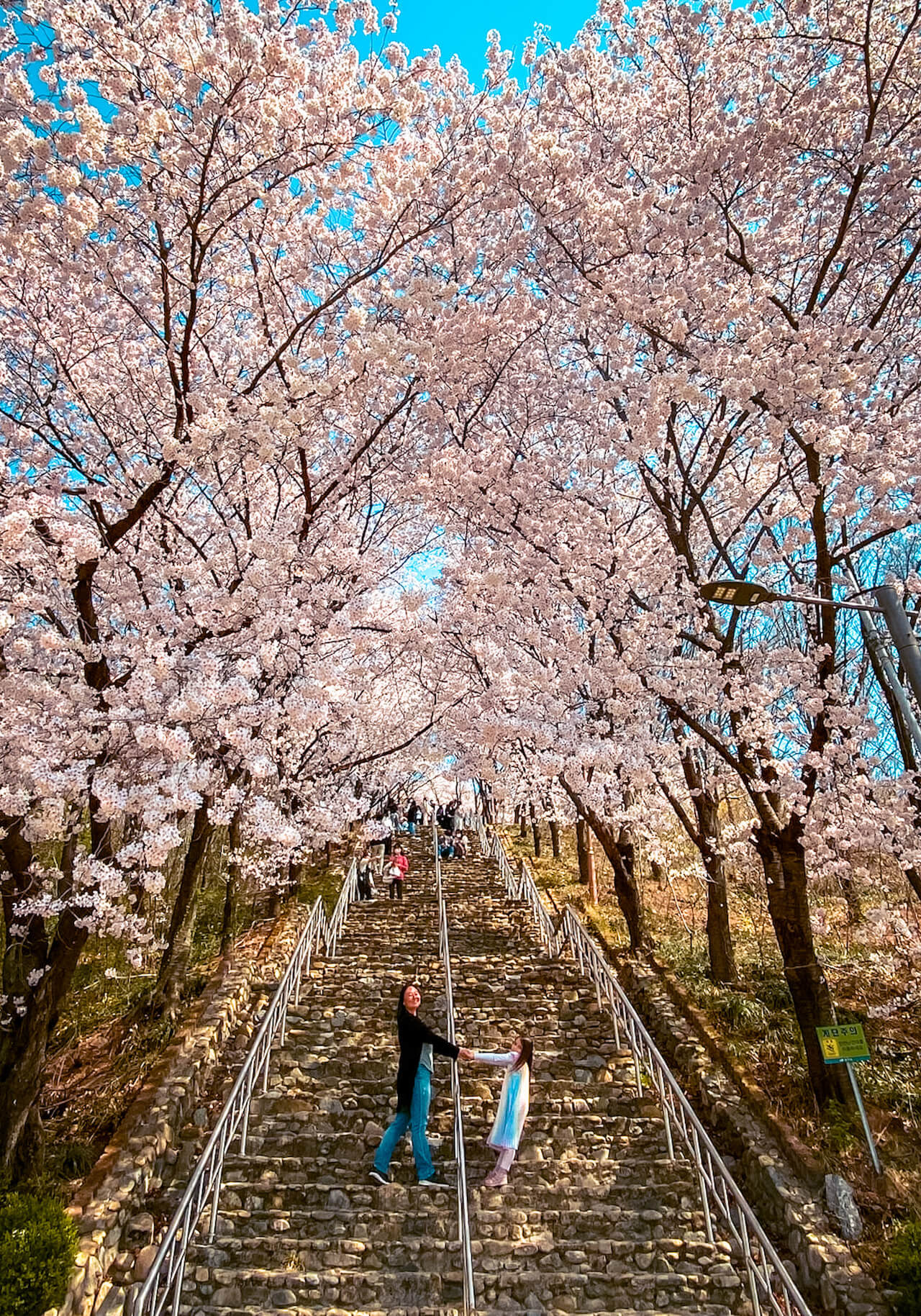cherry blossom in south korea | daegu chimsanjeong