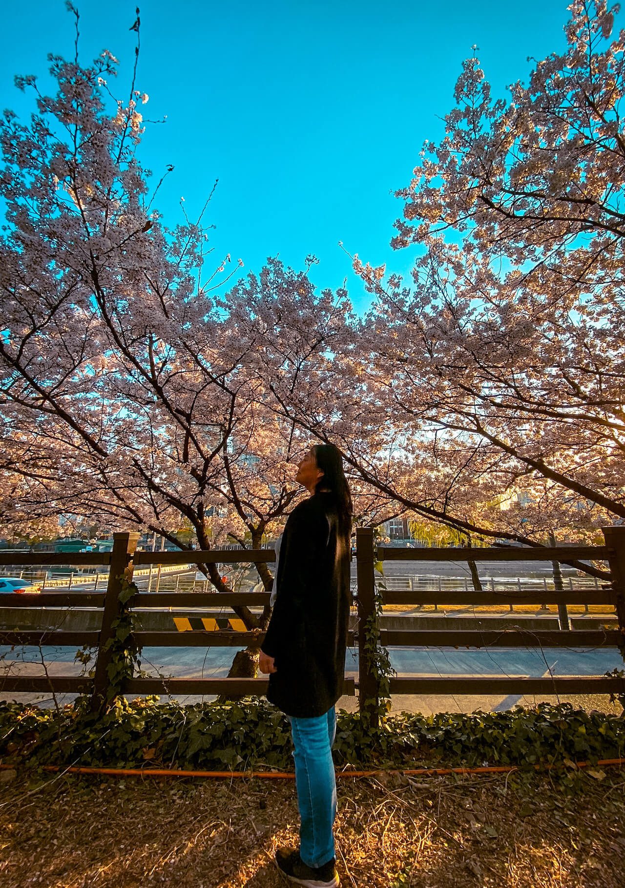 cherry blossom in daegu, south korea