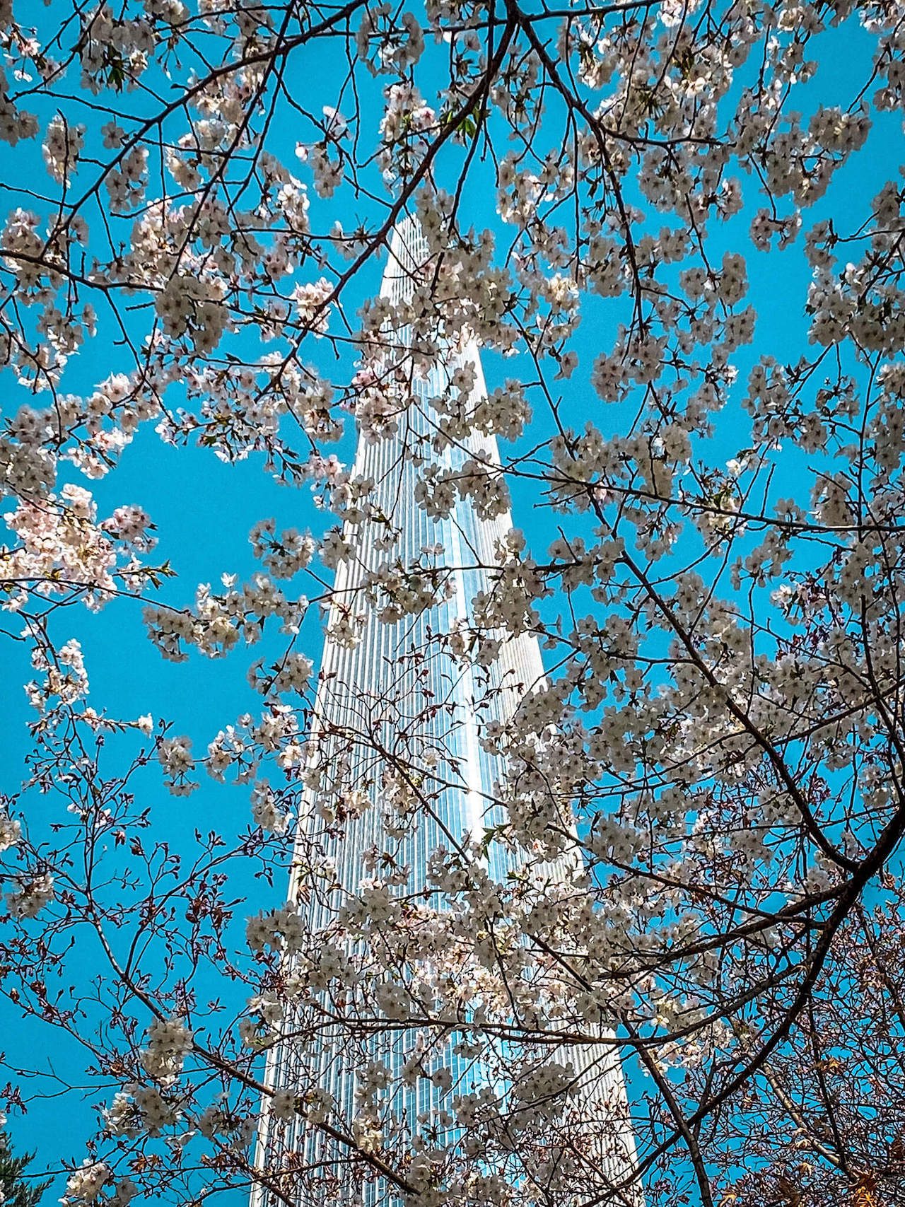 lotte world tower cherry blossoms