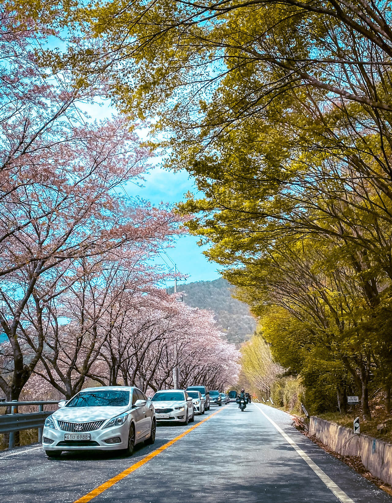 cherry blossom road in south korea