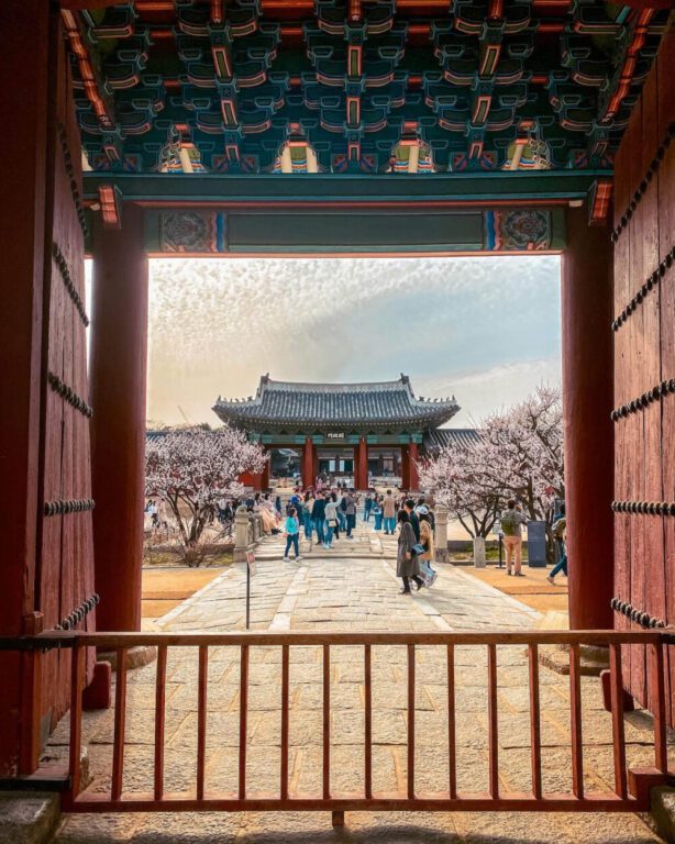 cherry blossoms in seoul | changgyeonggung palace