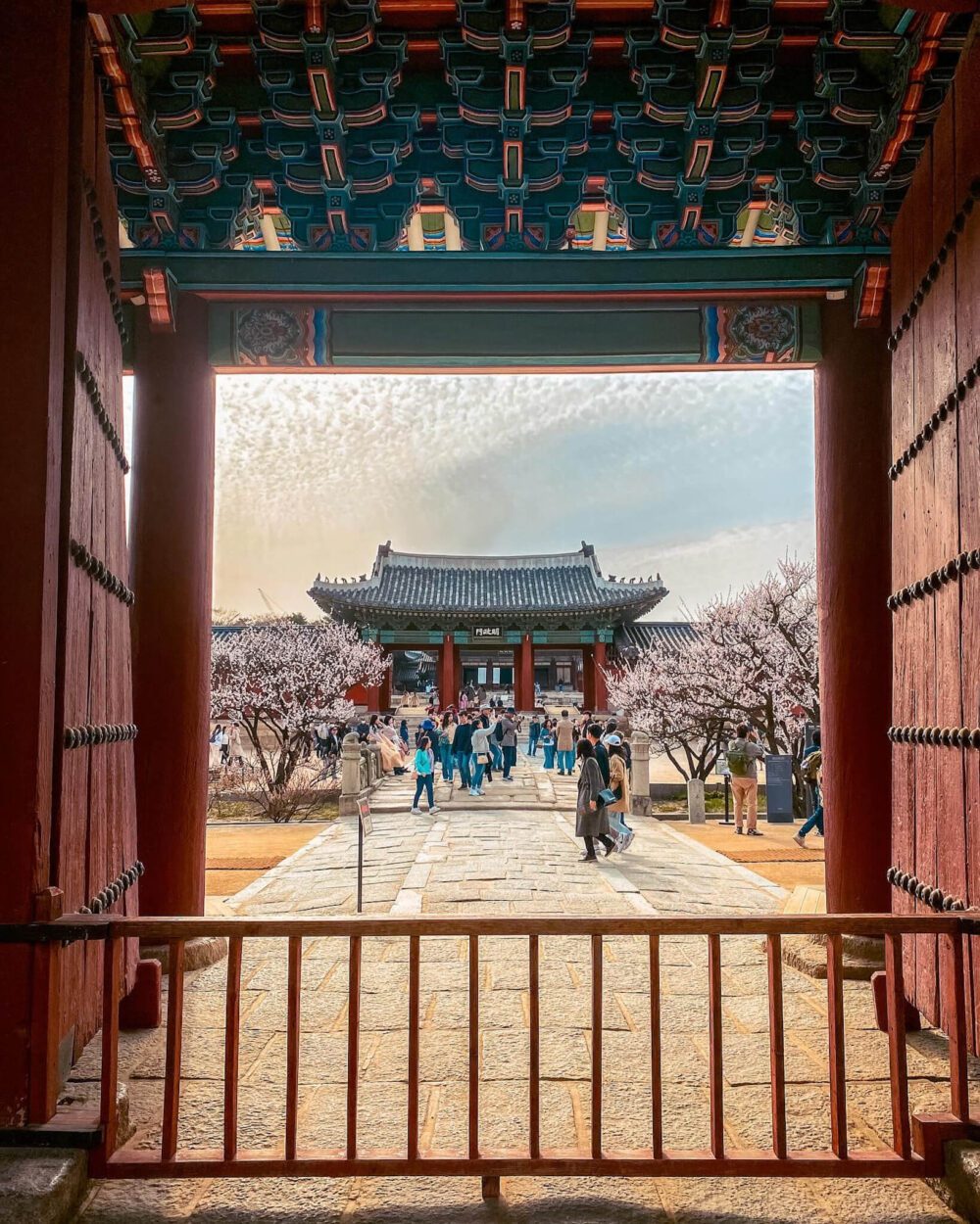 cherry blossoms in seoul | changgyeonggung palace