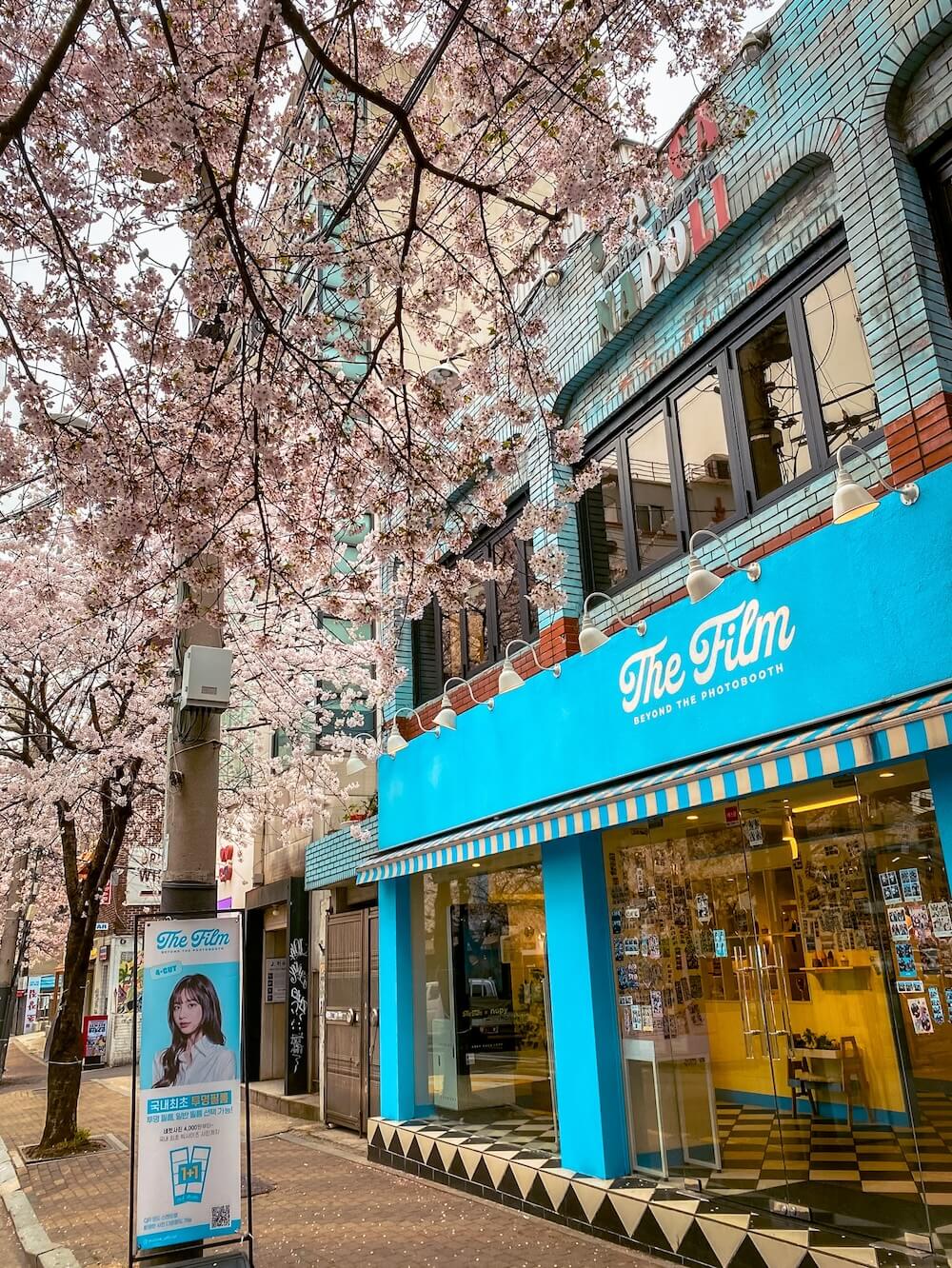 cherry blossoms in seoul near hapjeong station