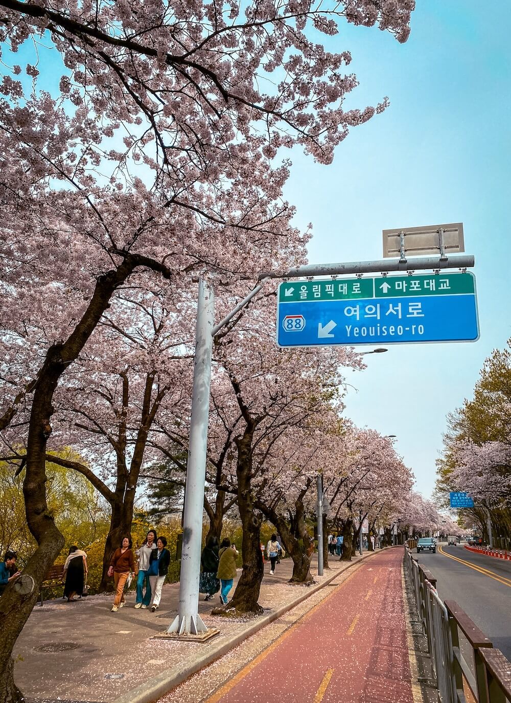 cherry blossoms in seoul at yeouido