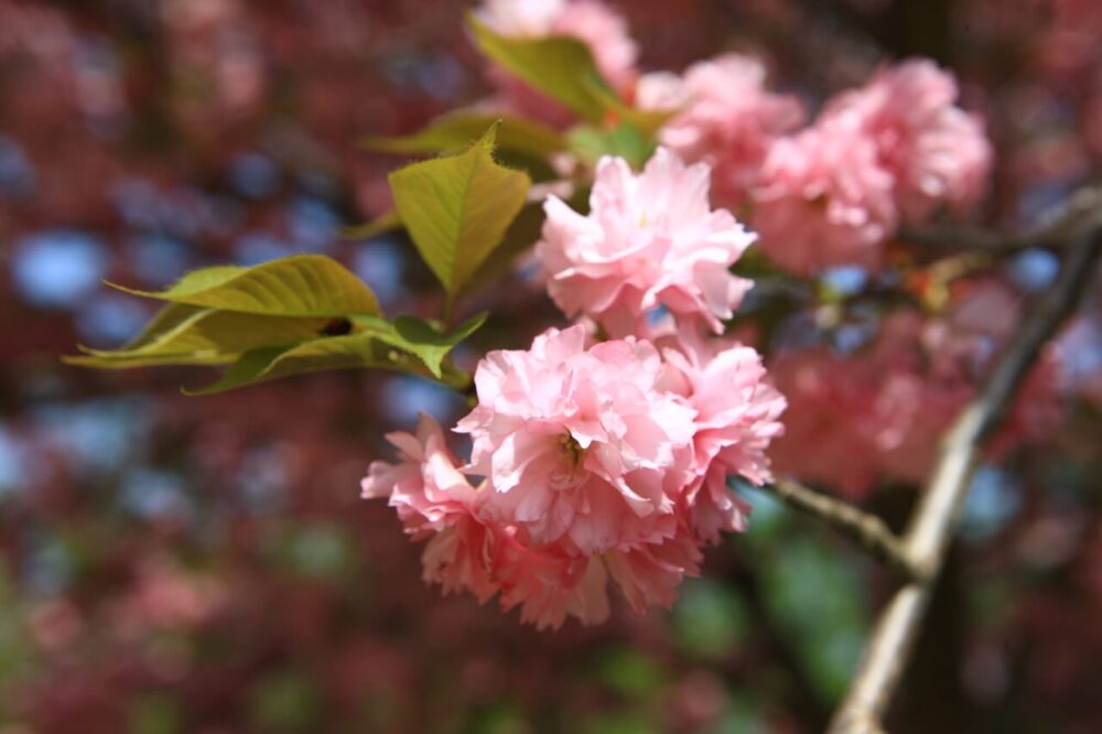 king cherry blossoms in korea