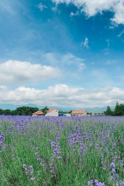 korea in june | hani lavender farm