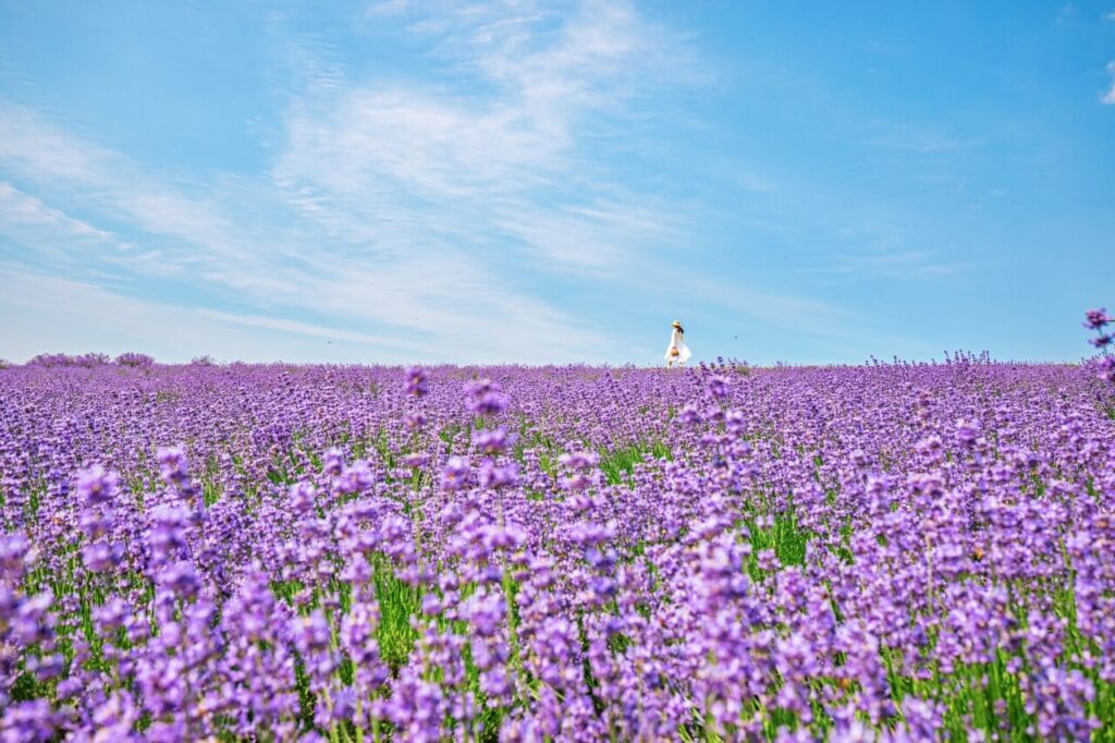 herb one lavender festival in korea