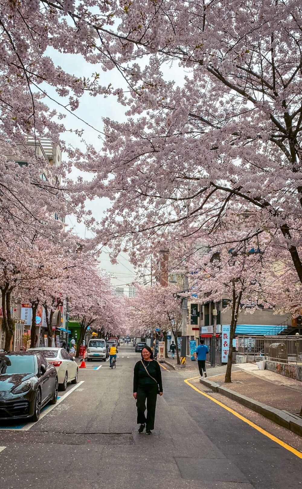 cherry blossoms in korea