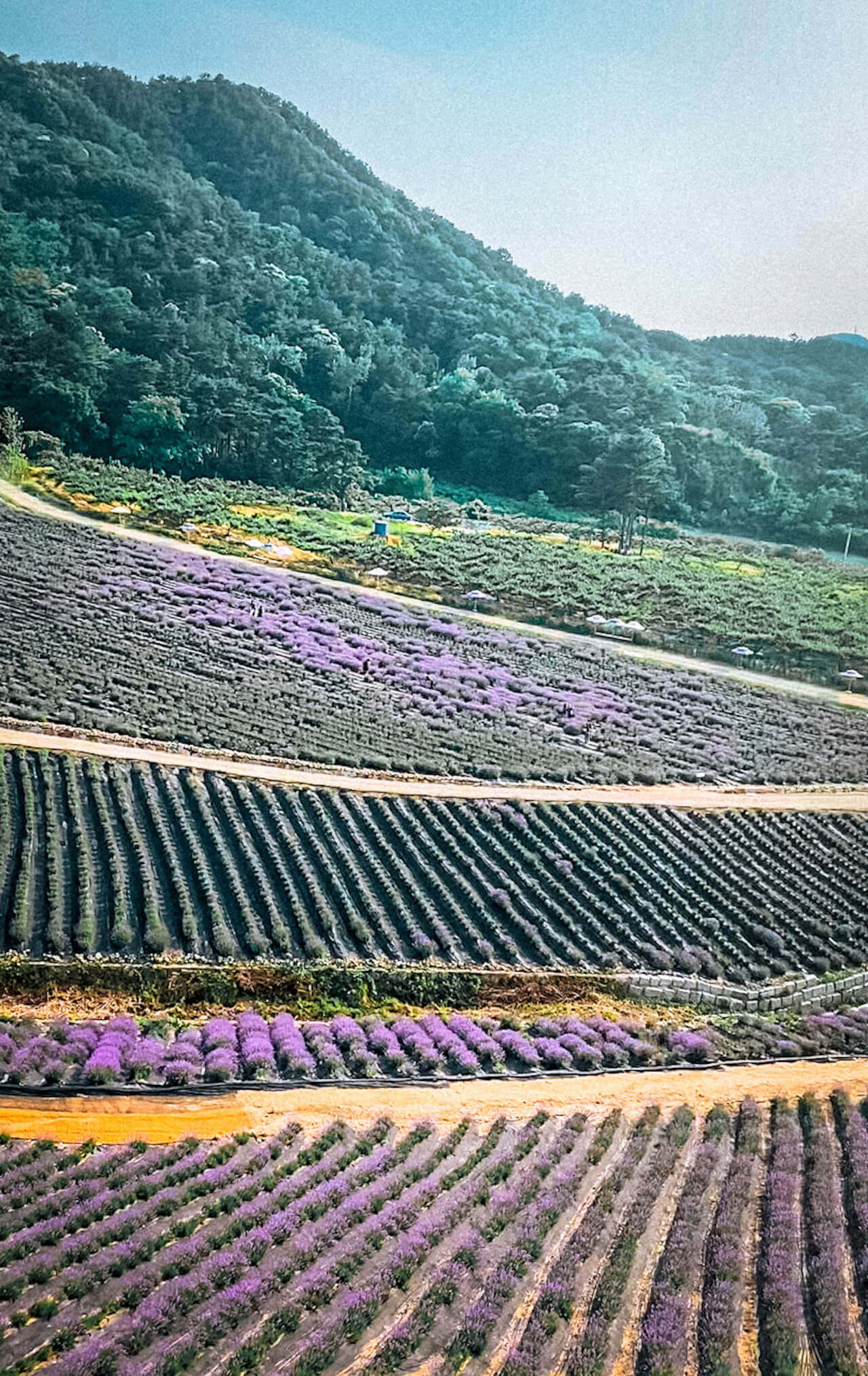 jeongeup herb one lavender farm