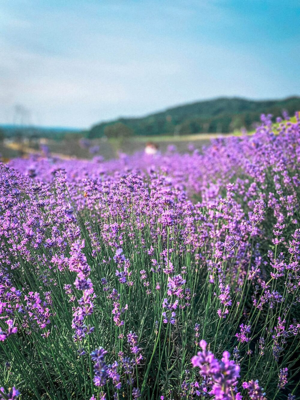 herb one lavender festival in korea