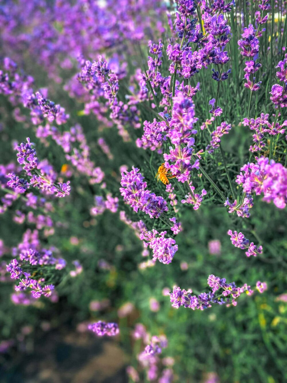 bees at herb one lavender festival