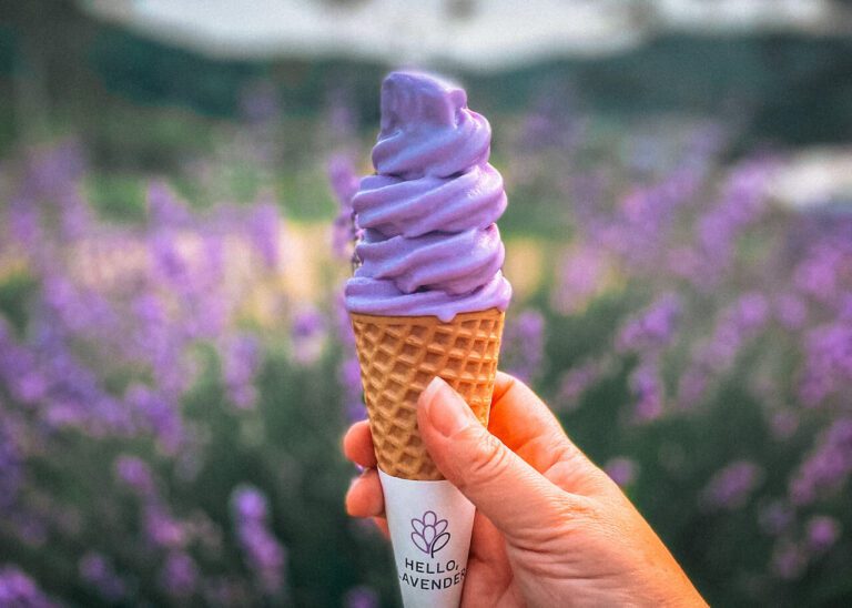 Herb One Lavender Festival | 3 Perfect Purple Things to do at Korea’s Largest Lavender Farm