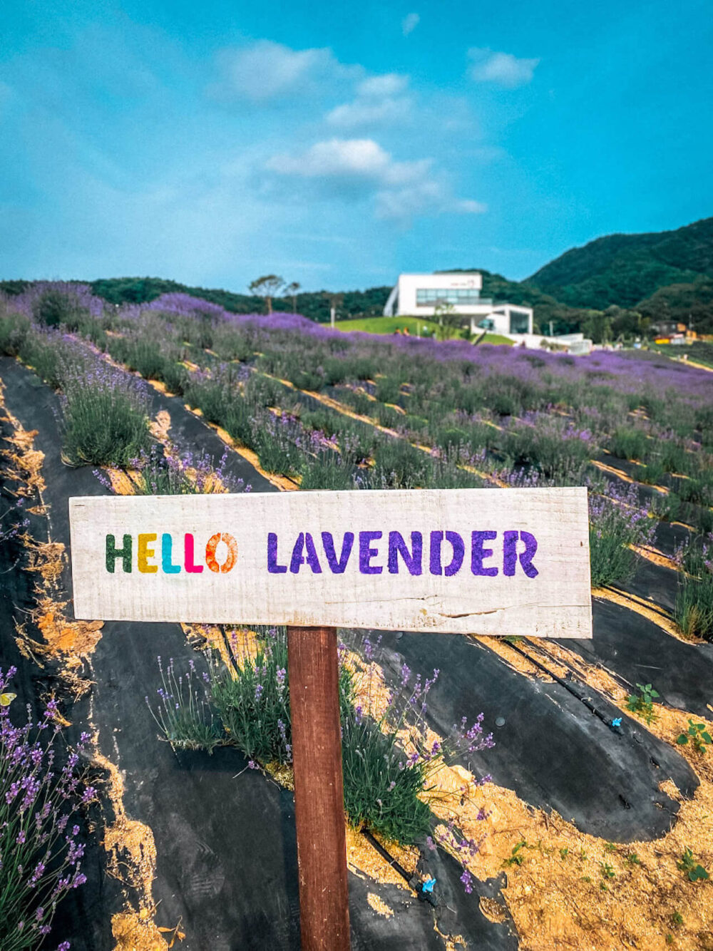 jeongeup herb one lavender festival