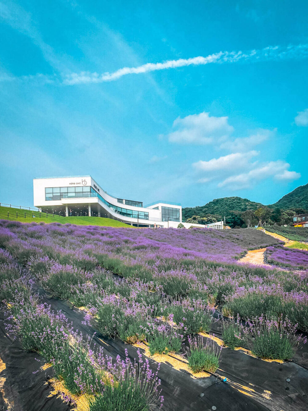 Herb One Cafe and Lavender Festival in Korea