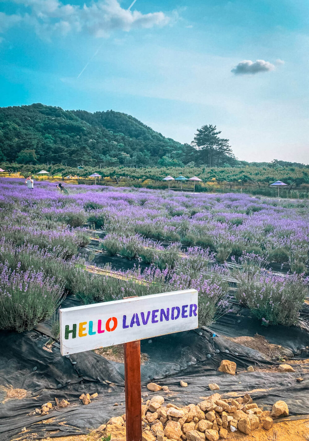 herb one lavender festival jeongeup korea