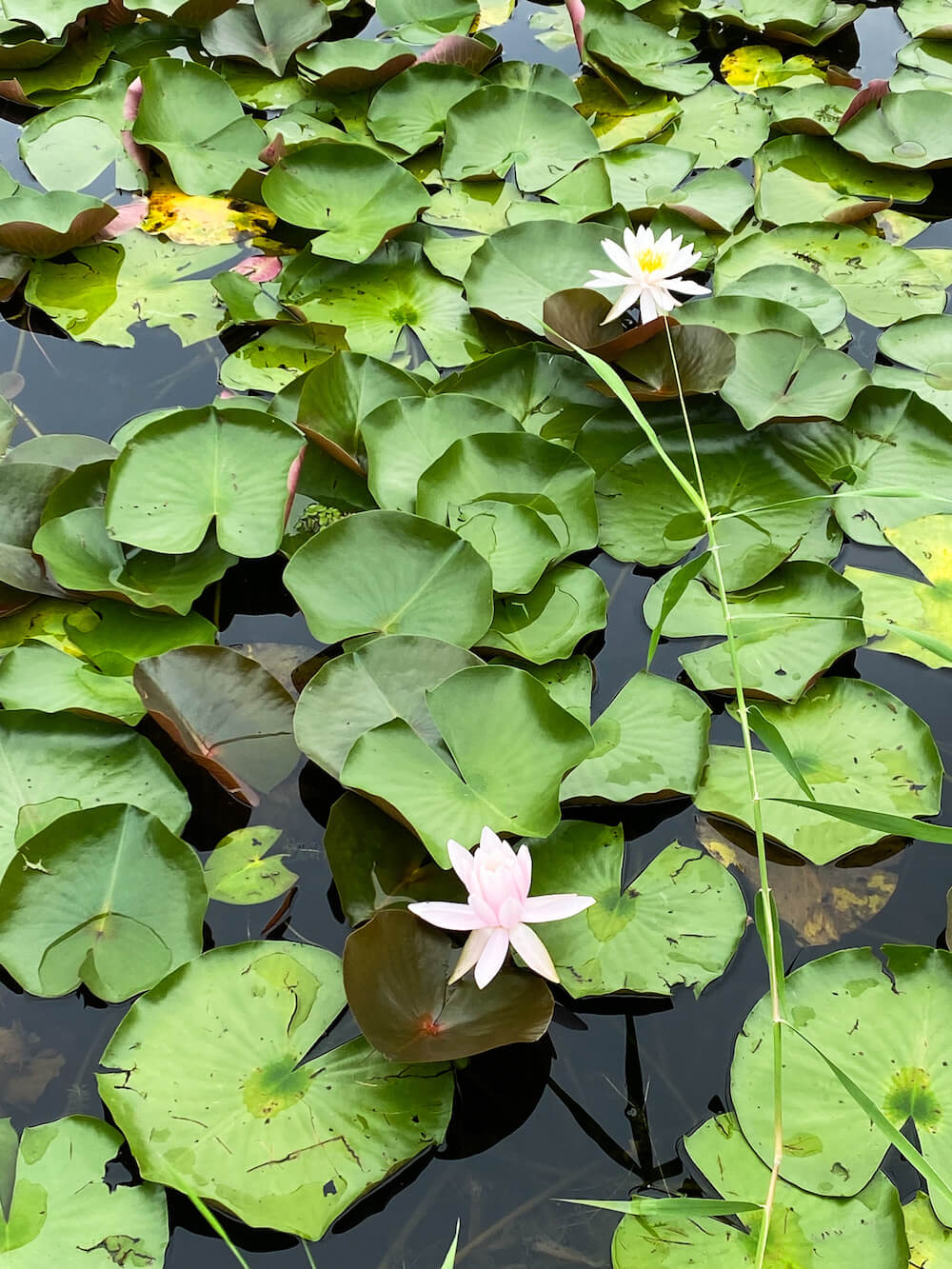 water lilies in seoul