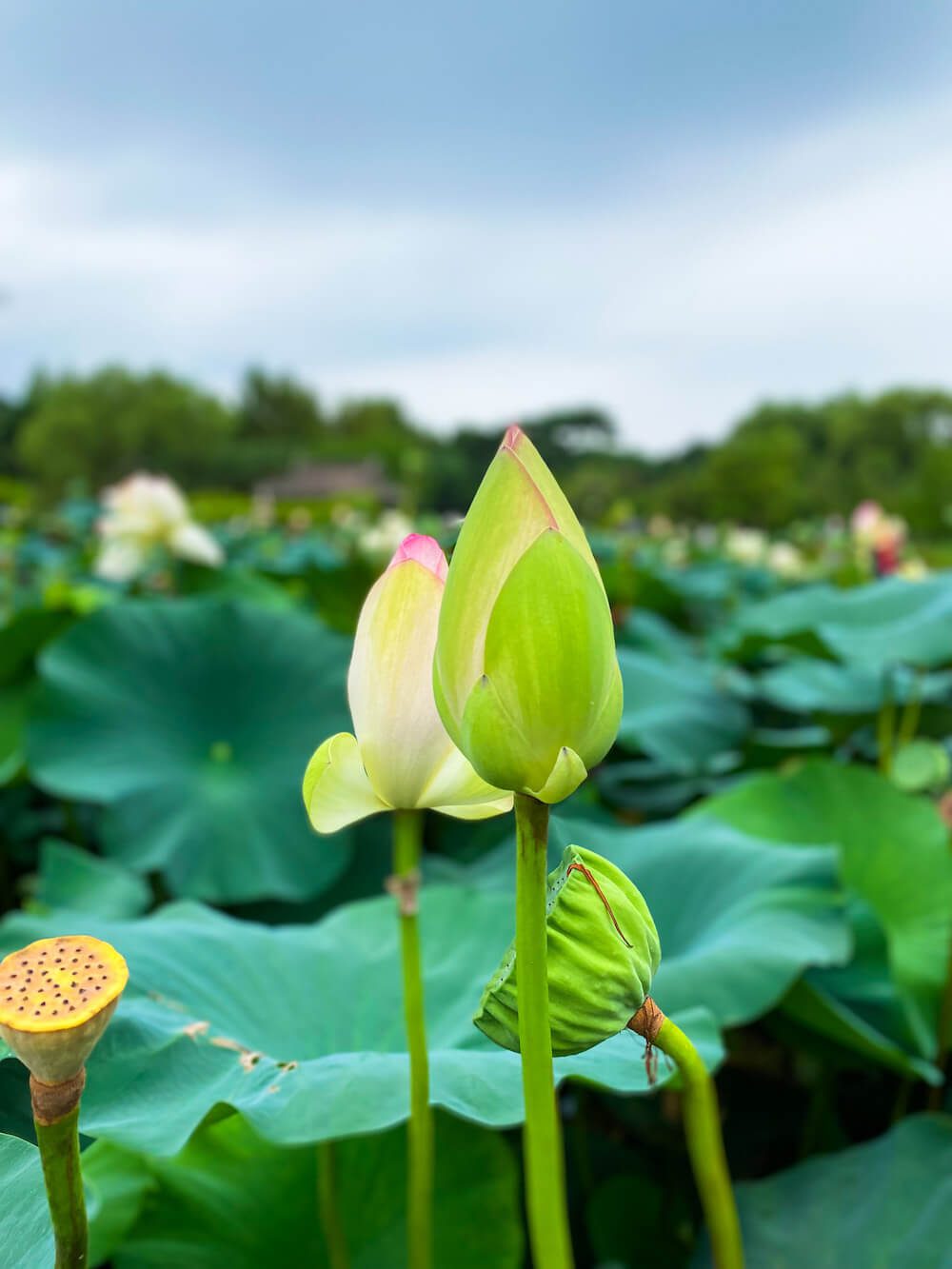 lotus flowers near seoul | semiwon garden