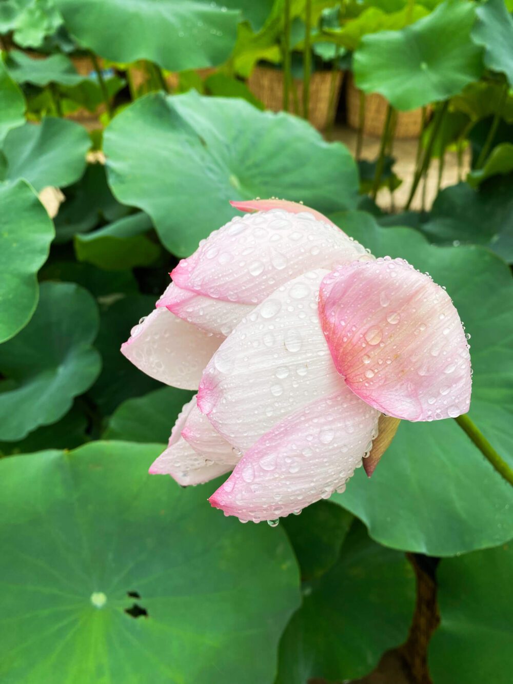 lotus flowers near seoul