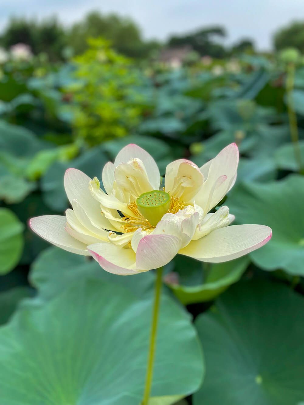 lotus in full bloom at semiwon garden korea