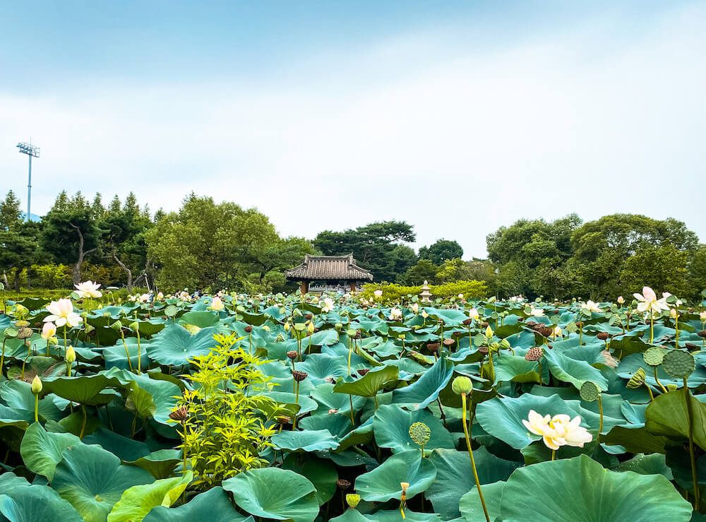 lotus flowers near seoul | semiwon garden