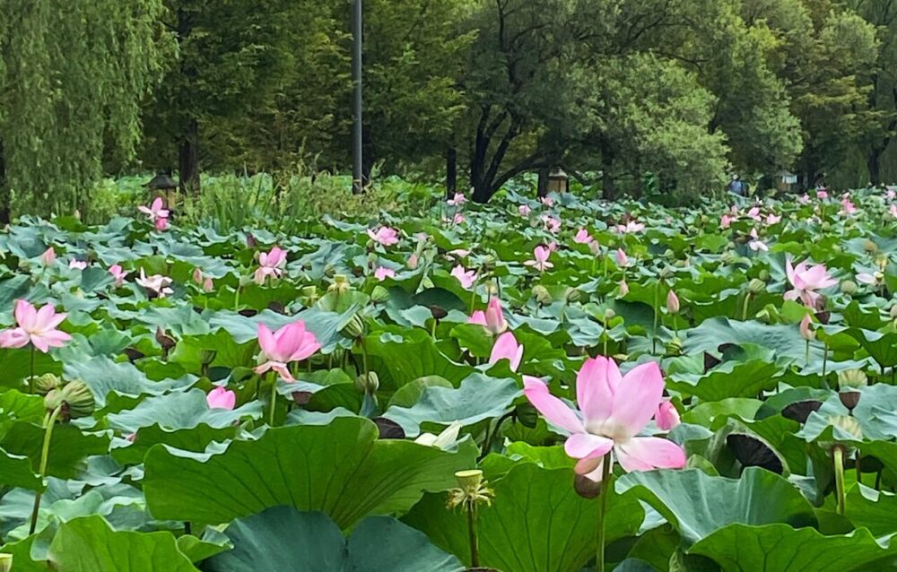 lotus flowers near seoul at semiwon garden