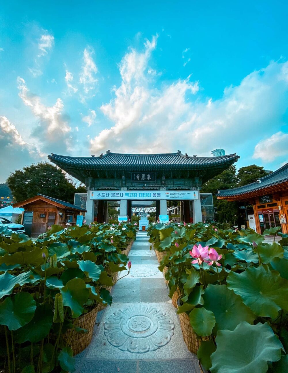 bongeunsa temple lotus flower festival in summer