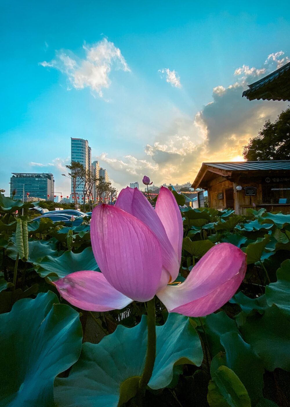 lotus flowers in seoul at bongeunsa temple