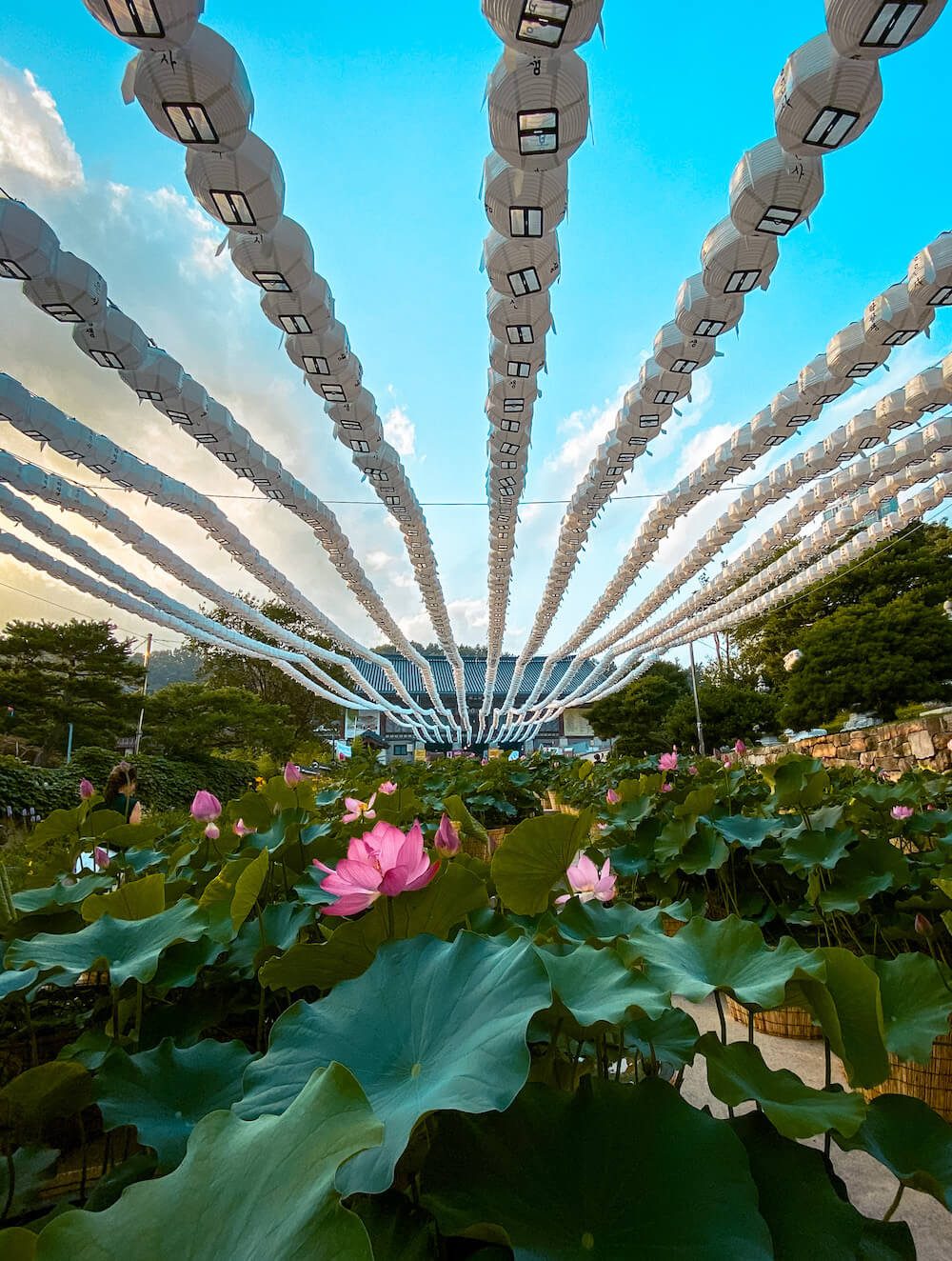 bongeunsa lotus flower festival in seoul