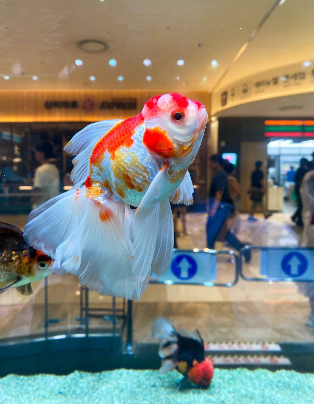 aquagarden cafe and aquarium in lotte world mall