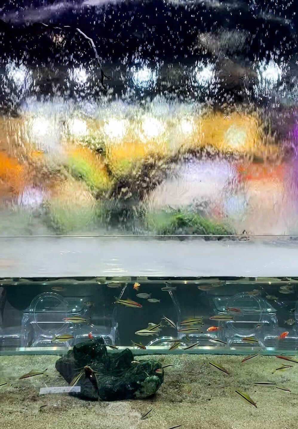 aquagarden cafe and aquarium in korea