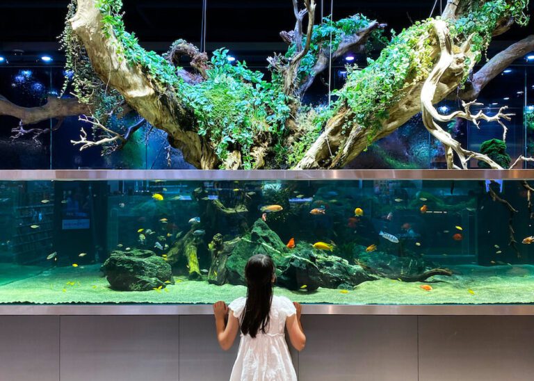 aquagarden cafe and aquarium in seoul korea