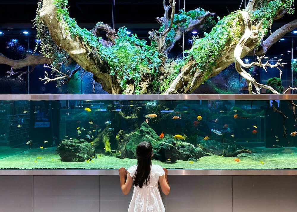 aquagarden cafe and aquarium in seoul korea