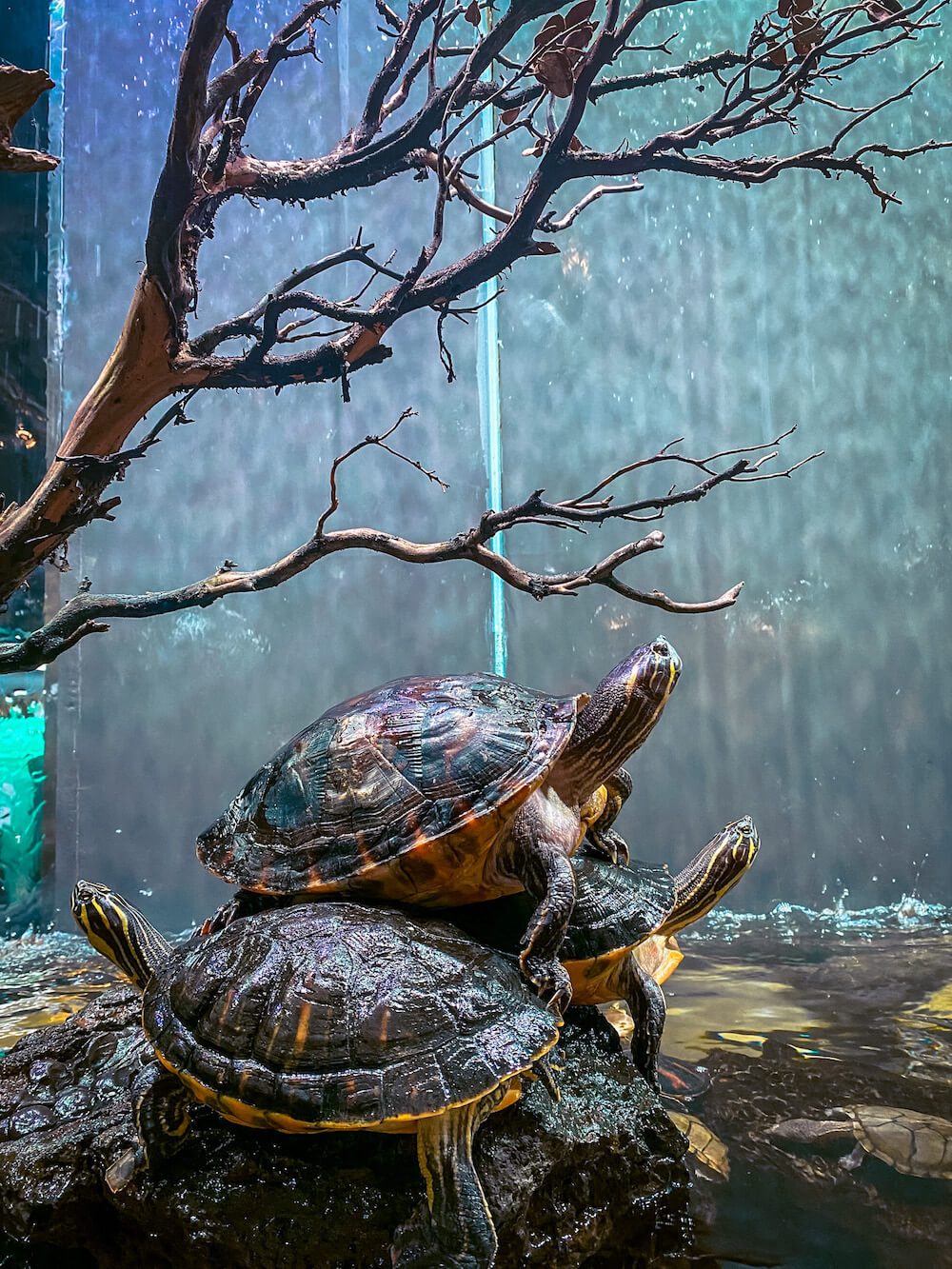 turtles at aquagarden cafe in seoul