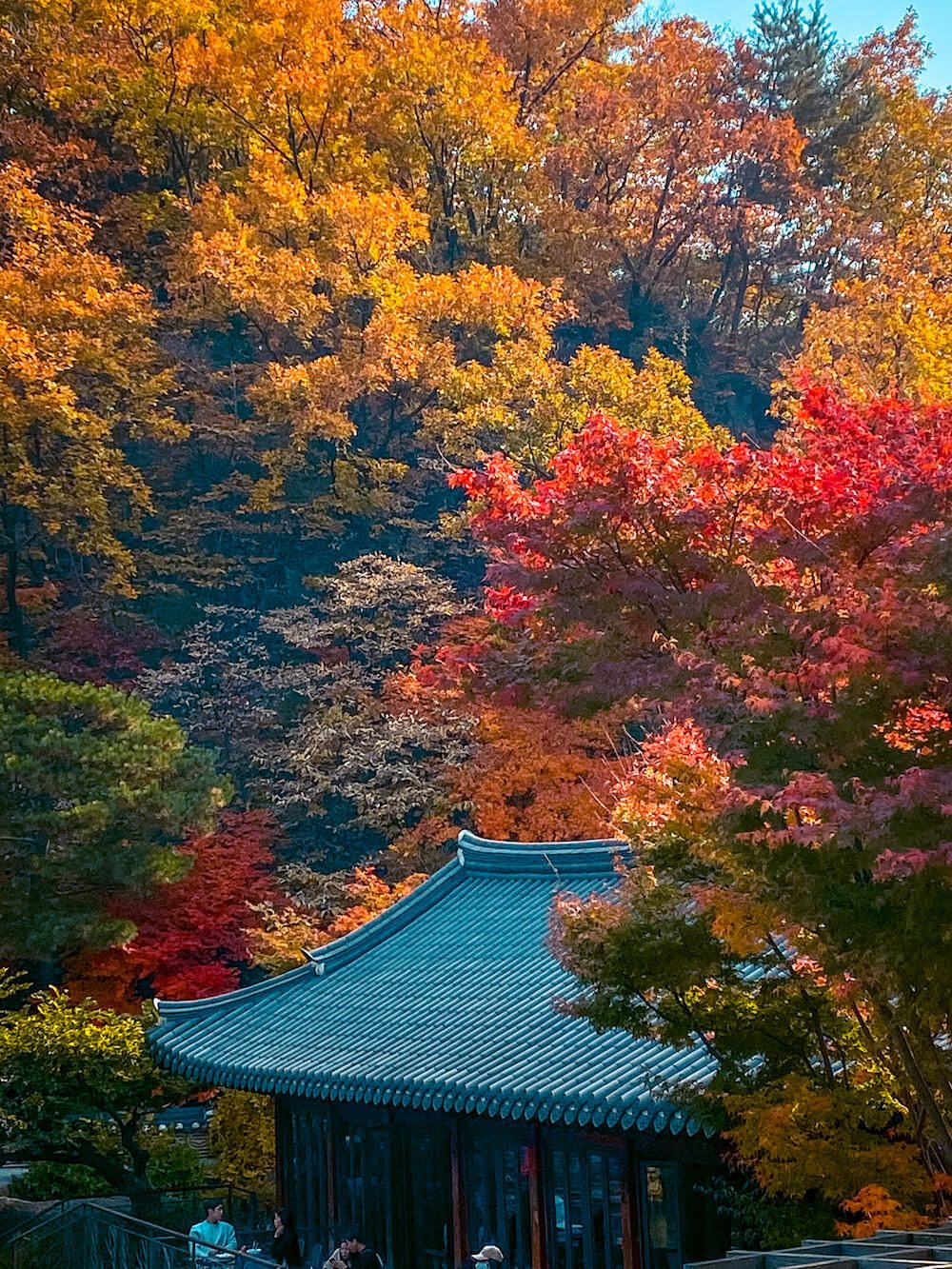 autumn at hwadam botanic garden near seoul