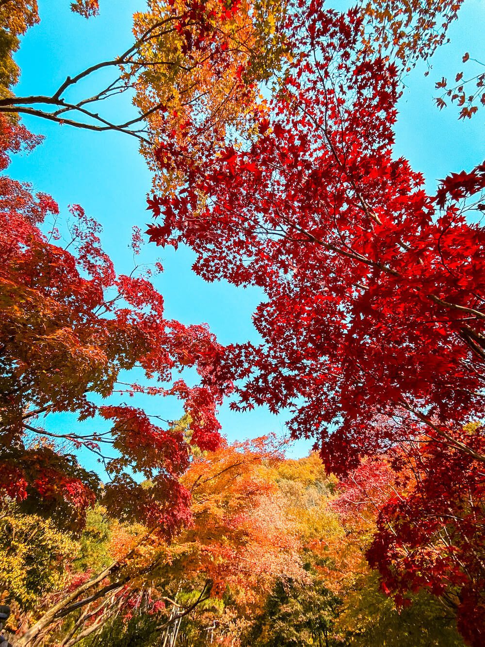 hwadam botanic garden autumn leaves